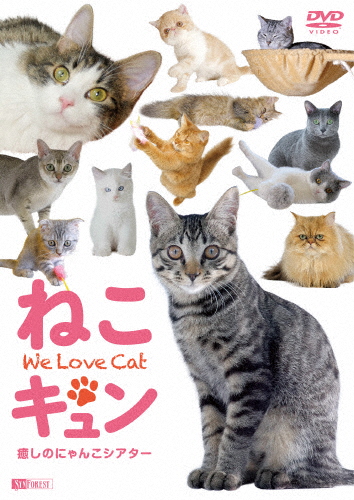 シンフォレストDVD ねこキュン 癒しのにゃんこシアター We Love Cat/動物[DVD]【返品種別A】