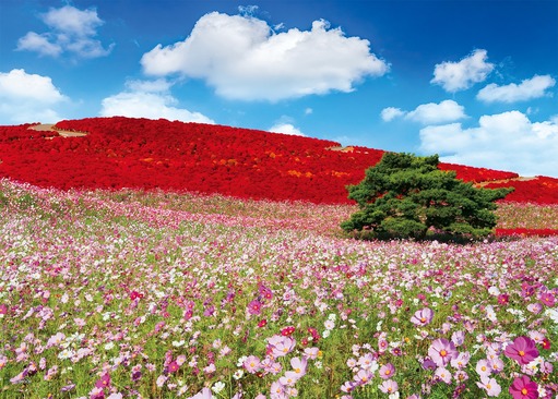エポック社 日本の風景 コスモス輝く秋色の丘（茨城） 500ピース【05-207】ジグソーパズル 返品種別B